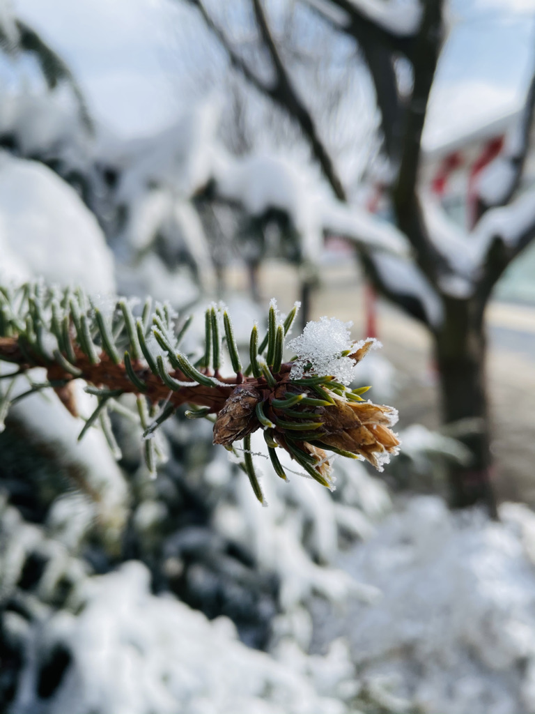 雪5