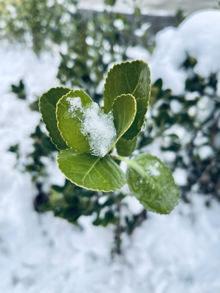 雪3