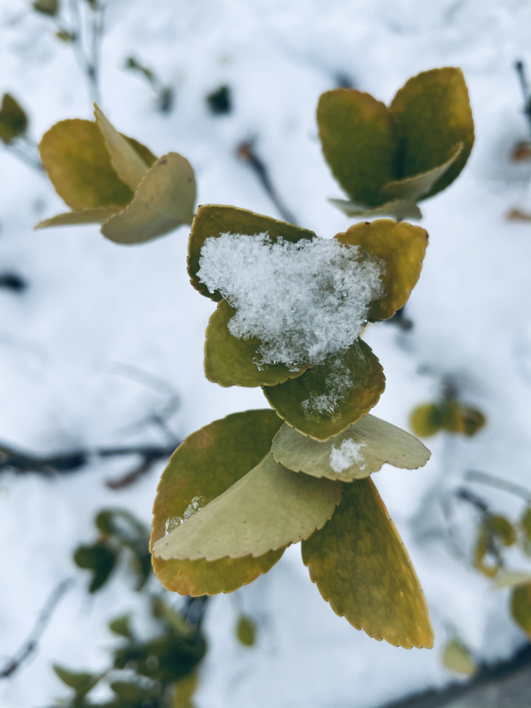 雪4