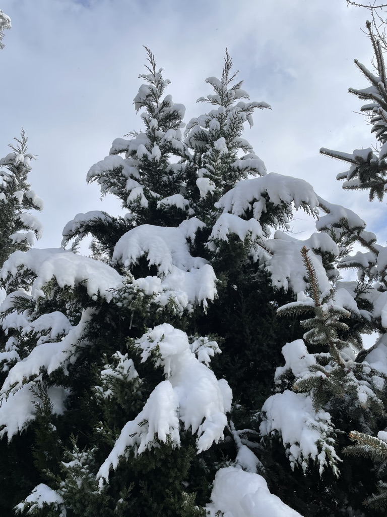 雪1