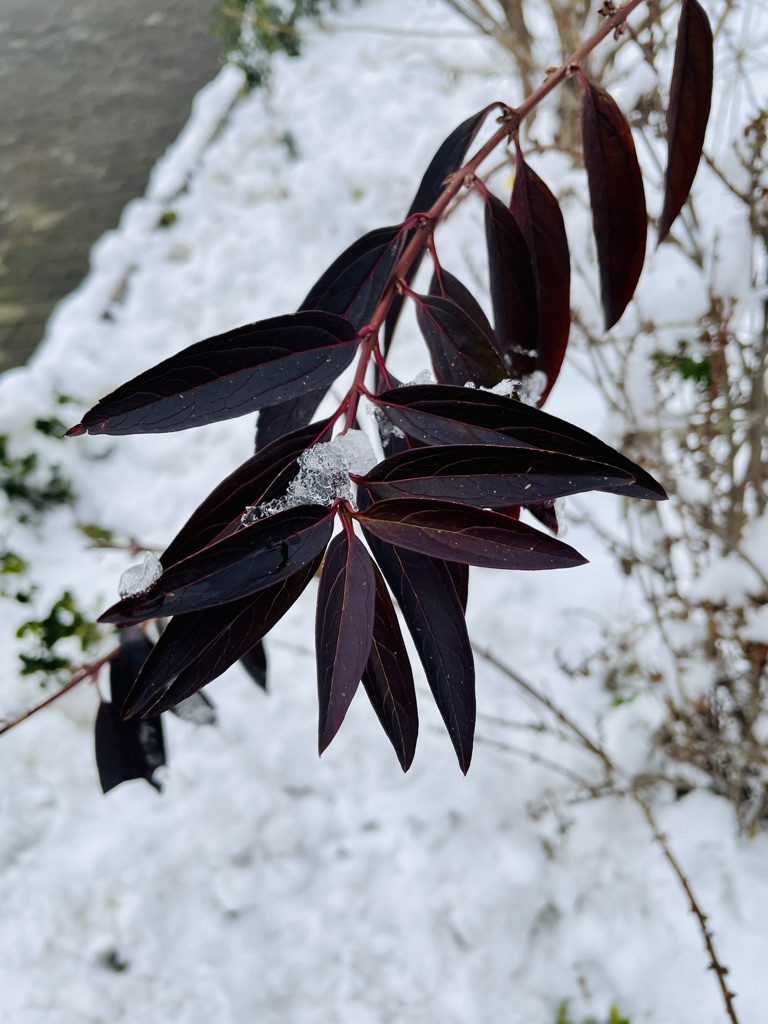 雪2